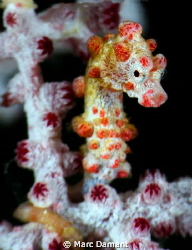 Pygmy Seahorse! These amazing creatures are one of nature... by Marc Damant 